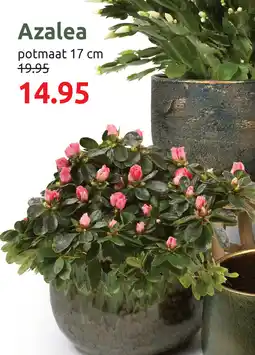 Deka Tuin Azalea aanbieding