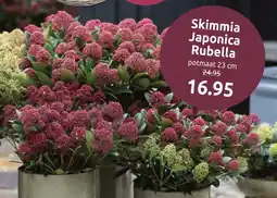 Deka Tuin Skimmia Japonica Rubella aanbieding