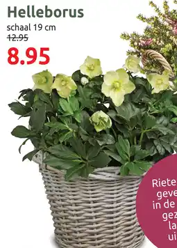 Deka Tuin Helleborus aanbieding