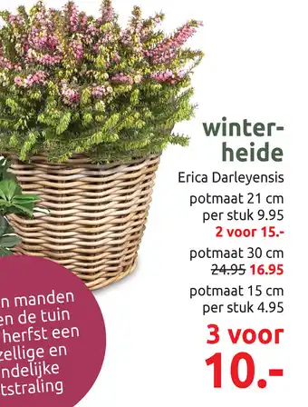 Deka Tuin Winter heide aanbieding
