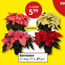 Tuinland Kerstster aanbieding