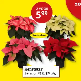 Tuinland Kerstster aanbieding
