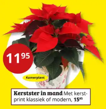 Tuinland Kerstster in mand aanbieding
