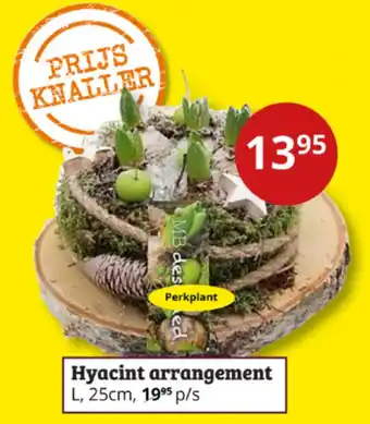 Tuinland Hyacint arrangement aanbieding