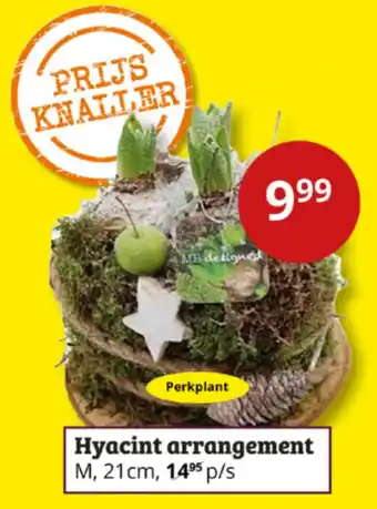 Tuinland Hyacint arrangement aanbieding