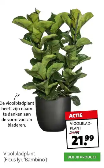 Intratuin Vioolbladplant (Ficus lyr. 'Bambino') aanbieding