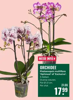 GroenRijk Orchidee Phalaenopsis multiflora 'Optimost' of 'Exclusivo' aanbieding