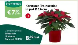 Aveve Kerstster Poinsettia aanbieding