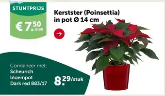 Aveve Kerstster Poinsettia aanbieding