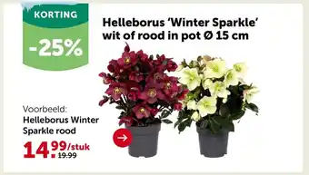 Aveve Helleborus 'Winter Sparkle' wit of rood aanbieding