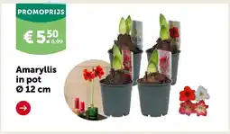Aveve Amaryllis aanbieding