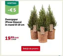 Aveve Dwergspar Picea Glauca aanbieding