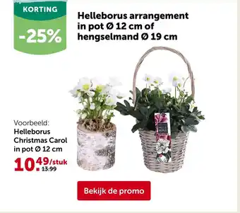 Aveve Helleborus arrangement aanbieding