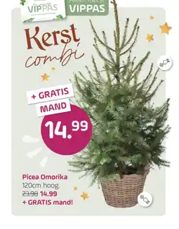 Coppelmans Picea Omorika aanbieding