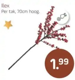 Coppelmans Ilex aanbieding