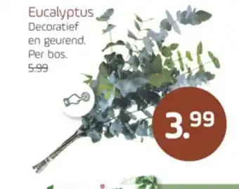 Coppelmans Eucalyptus aanbieding
