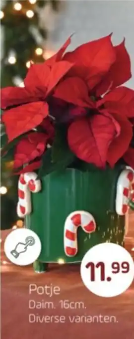 Coppelmans Potje aanbieding