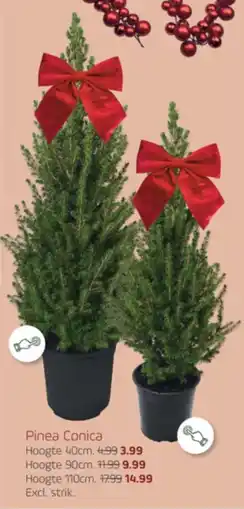 Coppelmans Pinea Conica aanbieding