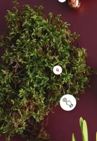 Coppelmans Kist platmos aanbieding