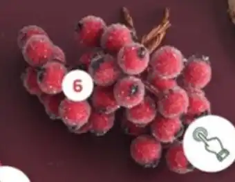 Coppelmans Cocos sterren, aanbieding