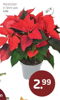 Coppelmans Kerstster aanbieding