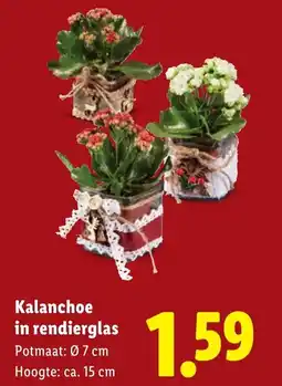 Lidl Kalanchoe in rendierglas aanbieding