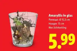 Lidl Amaryllis in glas aanbieding