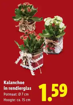 Lidl Kalanchoe in rendierglas aanbieding