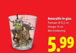 Lidl Amaryllis in glas aanbieding