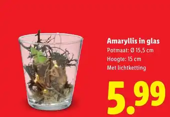Lidl Amaryllis in glas aanbieding