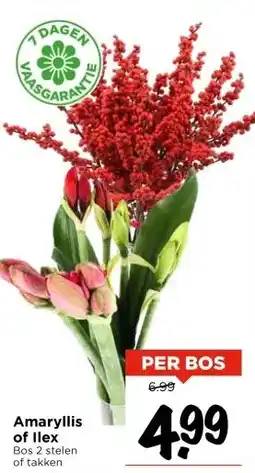 Vomar Voordeelmarkt Amaryllis of Ilex aanbieding