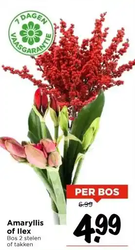 Vomar Voordeelmarkt Amaryllis of Ilex aanbieding