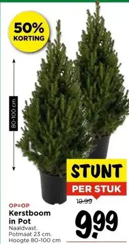 Vomar Voordeelmarkt OP=OP Kerstboom in Pot aanbieding