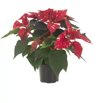 Albert Heijn AH Kerstster fantasy p12 aanbieding