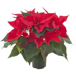 Albert Heijn AH Kerstster rood aanbieding