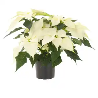 Albert Heijn AH Kerstster wit aanbieding