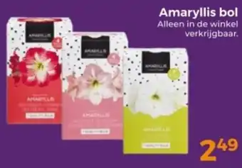 Trekpleister Amaryllis bol aanbieding