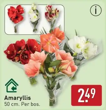 ALDI Amaryllis aanbieding