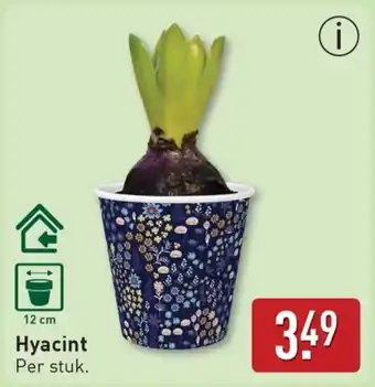 ALDI Hyacint aanbieding