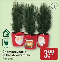 ALDI Chamaecyparis in kerst-keramiek aanbieding