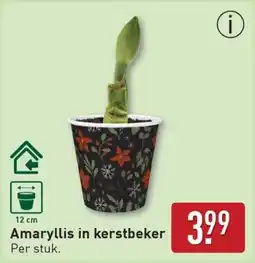 ALDI Amaryllis in kerstbeker aanbieding