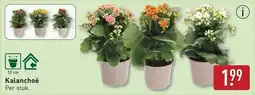 ALDI Kalanchoë aanbieding
