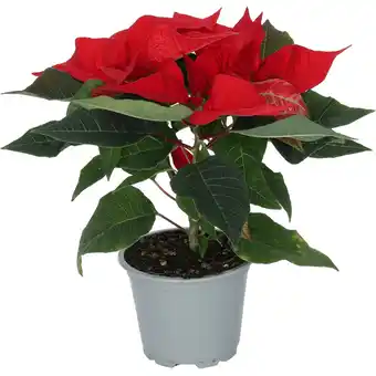 Dirk Kerstster potmaat 9 cm aanbieding