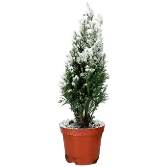 Dirk Kerstboompje met sneeuw aanbieding