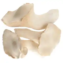 Dirk Bio koningsoesterzwam aanbieding