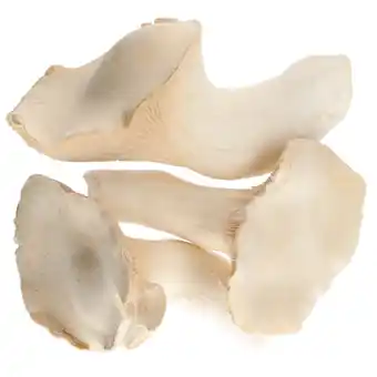 Dirk Bio koningsoesterzwam aanbieding