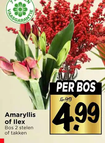 Vomar Voordeelmarkt Amaryllis of llex aanbieding