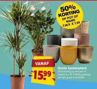 Hoogvliet Grote kamerplant aanbieding