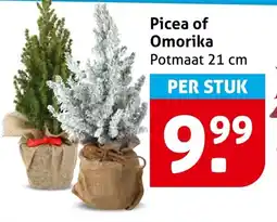 Hoogvliet Picea of Omorika aanbieding