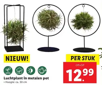 Lidl Luchtplant in metalen pot aanbieding